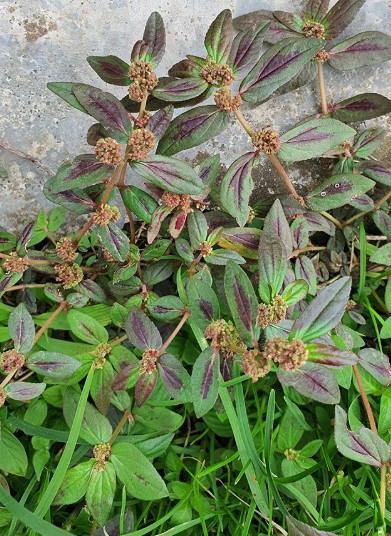 Just one leaf of this plant is worth a gold mine!