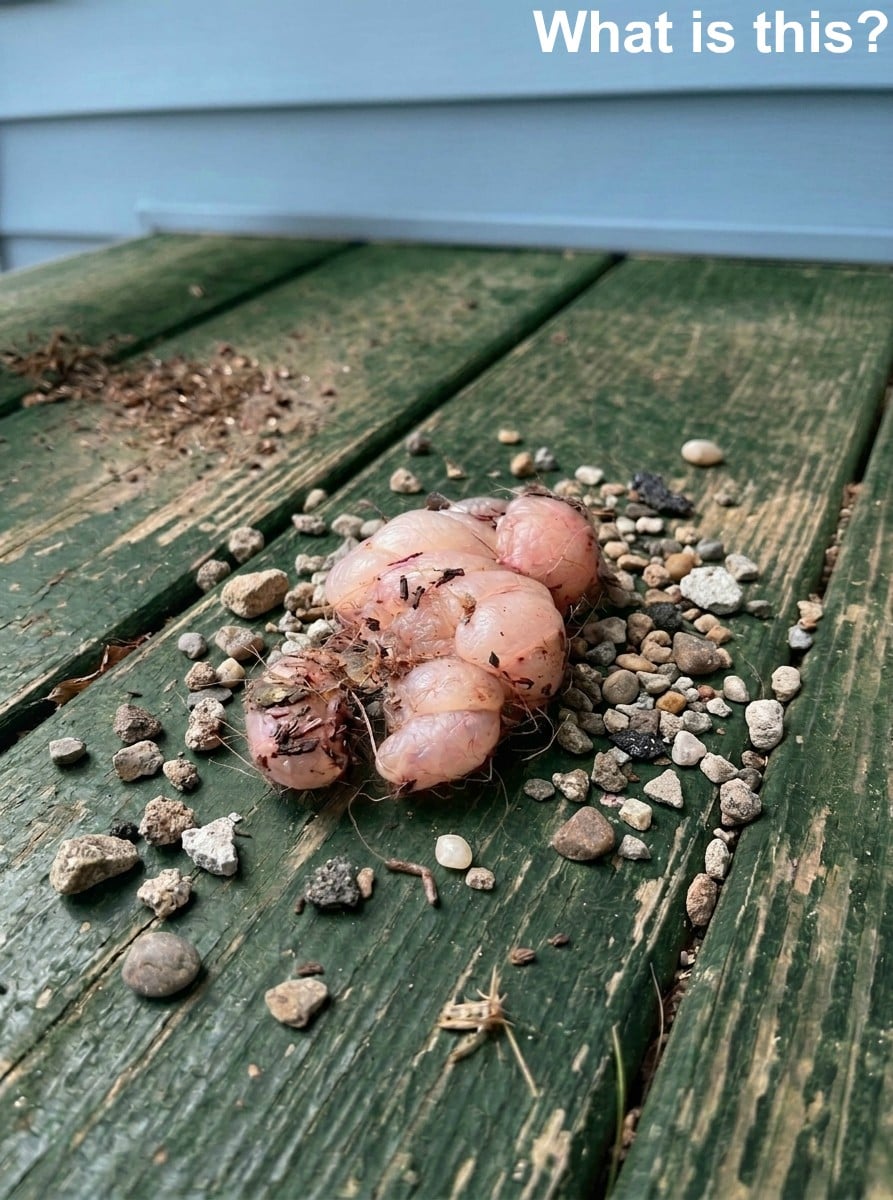 This morning, I stepped out onto the porch and discovered this.